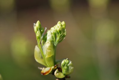 Sassafras albidum - sasafras lékařský - jarní pučení